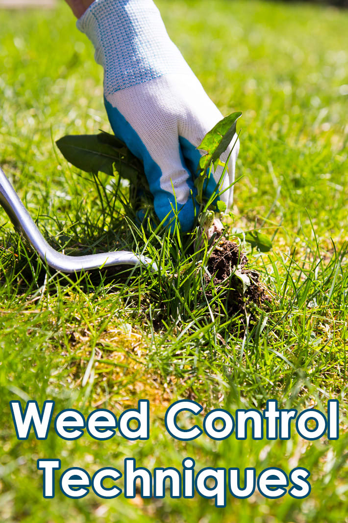 Gardening and Lawn Tips: Weed Control Techniques - Quiet Corner