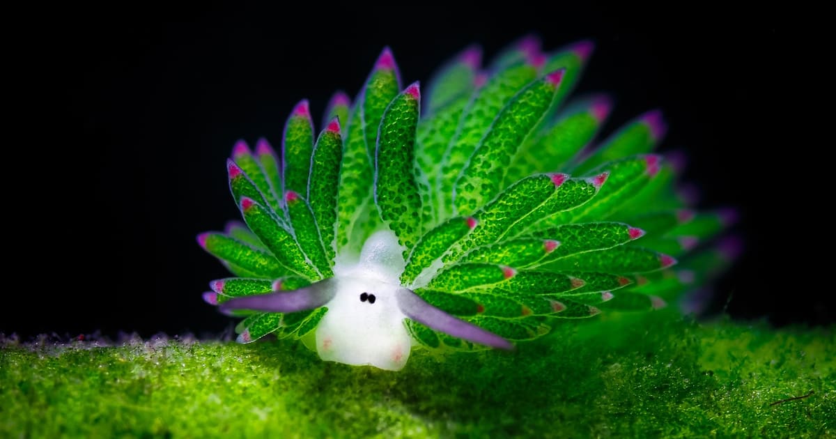 The leaf sheep sea slug is one of the world's only photosynthetic animals. It steals chloroplasts from the algae it eats and stores them in its tissue, then uses them to supplement its diet with energy gained from sunlight