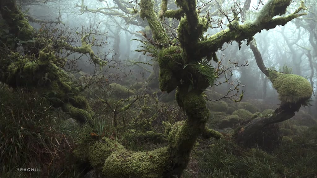 Stunning Photos Showcasing the Mystical Beauty of Wistman's Wood in Dartmoor National Park, England