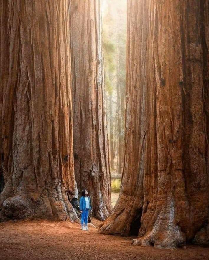 Giant Sequoias, Sequoia National park, California