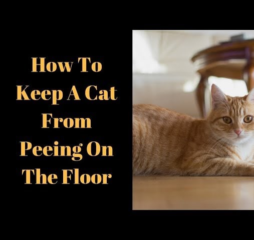 How To Keep A Cat From Peeing On The Floor - The Best Method