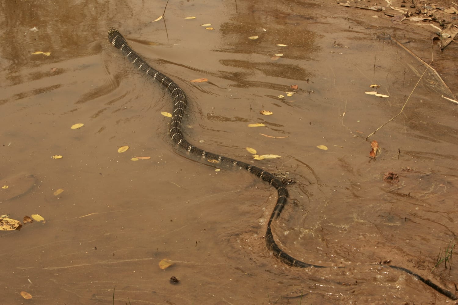 'Extinct' highly venomous sea snake rediscovered in ocean's twilight zone