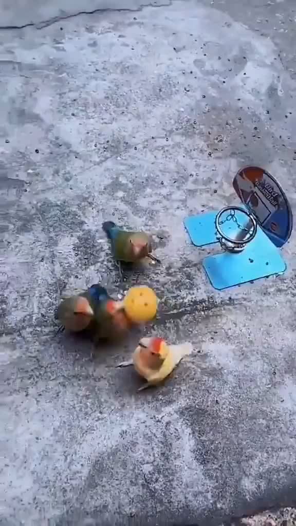 Probably the best basketball match ever.