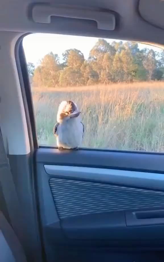 hahahaha. the cute baby bird on the car window