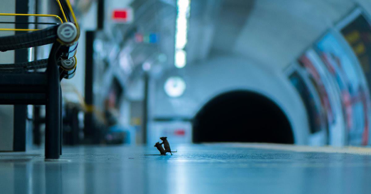 See Squabbling Subway Mice and Other Top Wildlife Photos