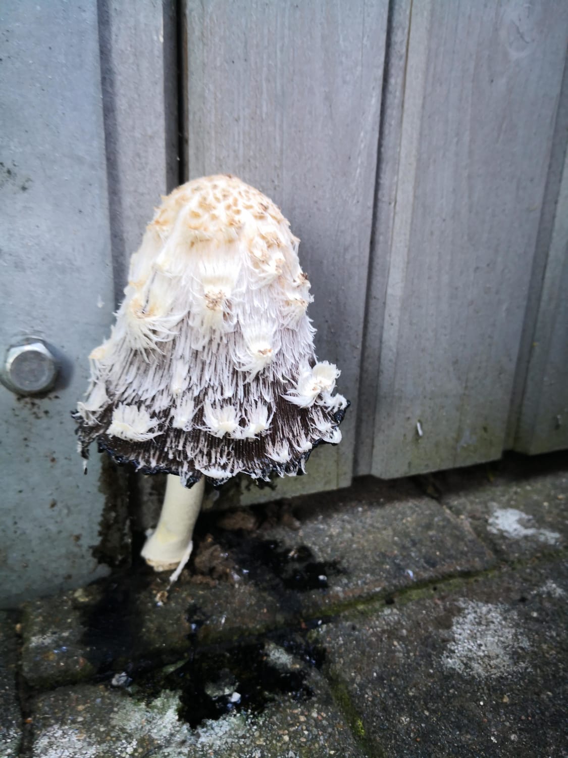 This mushroom at my neighbour's shed