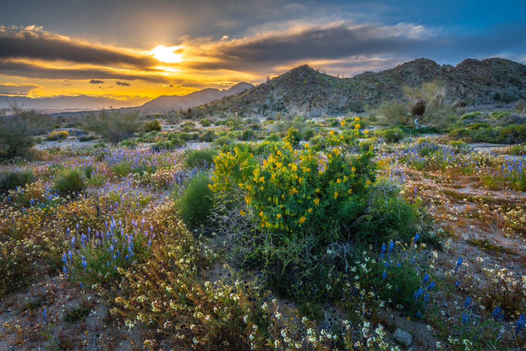 Waterfalls, Wildflowers, and Waves of Sand: 10 National Parks That Shine in Spring:
