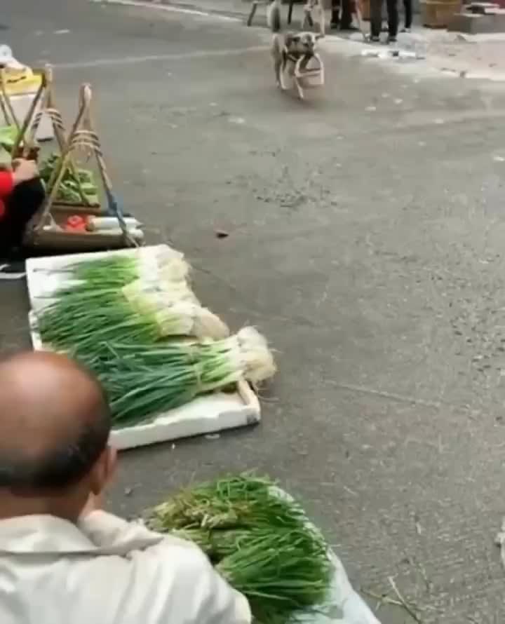 Good doggo travels to the market to help fetch groceries for their owner