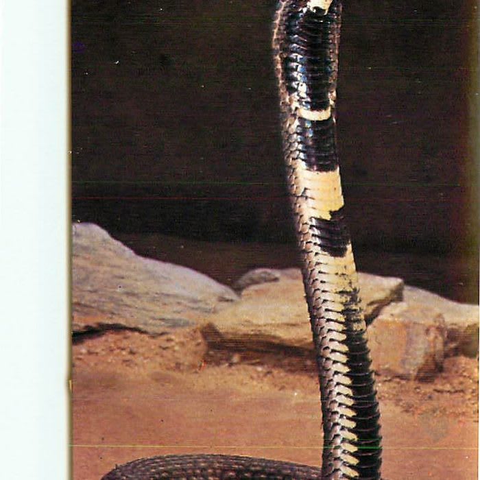 Spitting Cobra Ringhals Snake