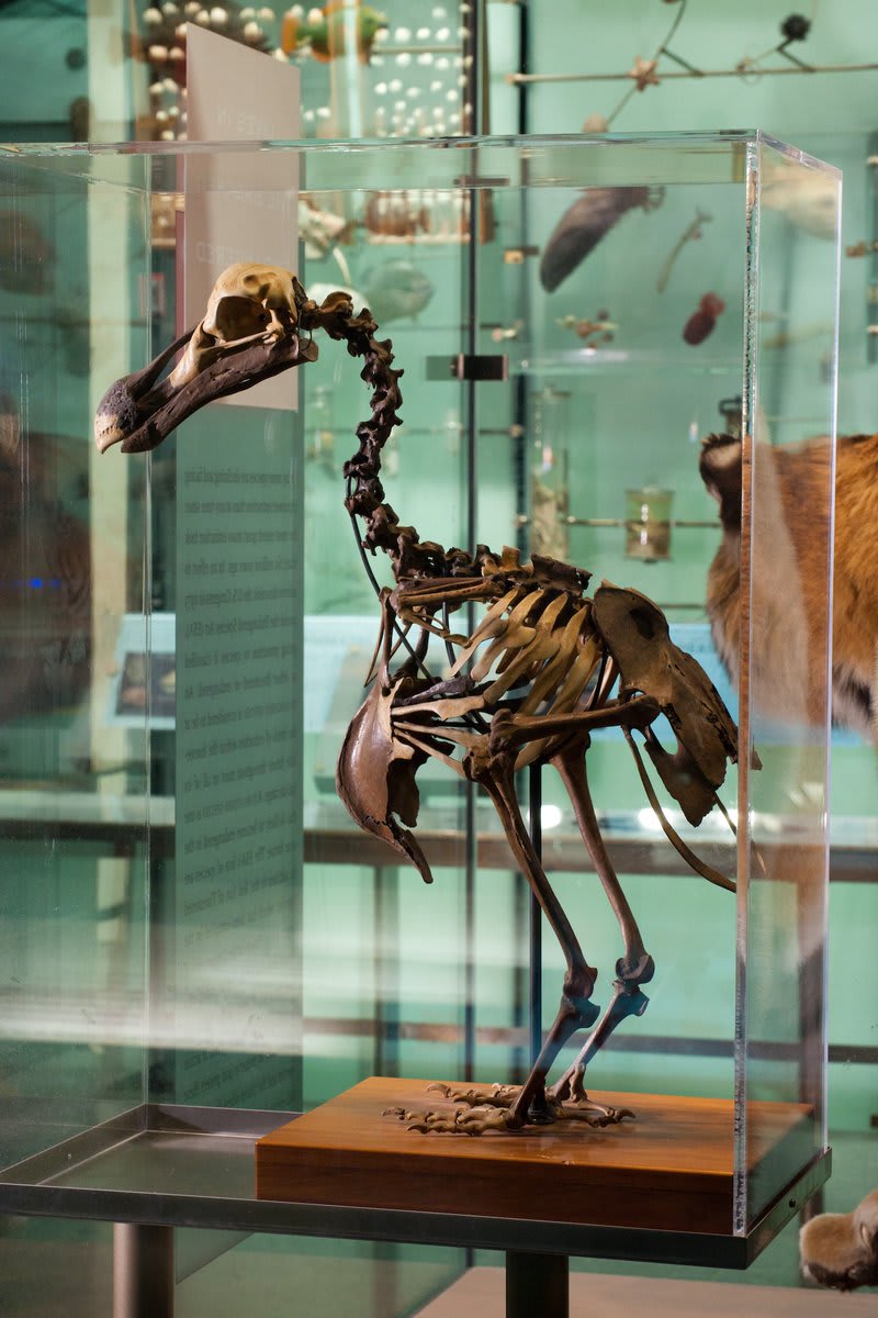 Gone, but not forgotten is today’s Exhibit of the Day from the Hall of Biodiversity. The dodo went extinct in the 1600s, when people & other predators invaded its island home. Mauritius, east of Madagascar, is the only place dodos ever lived.