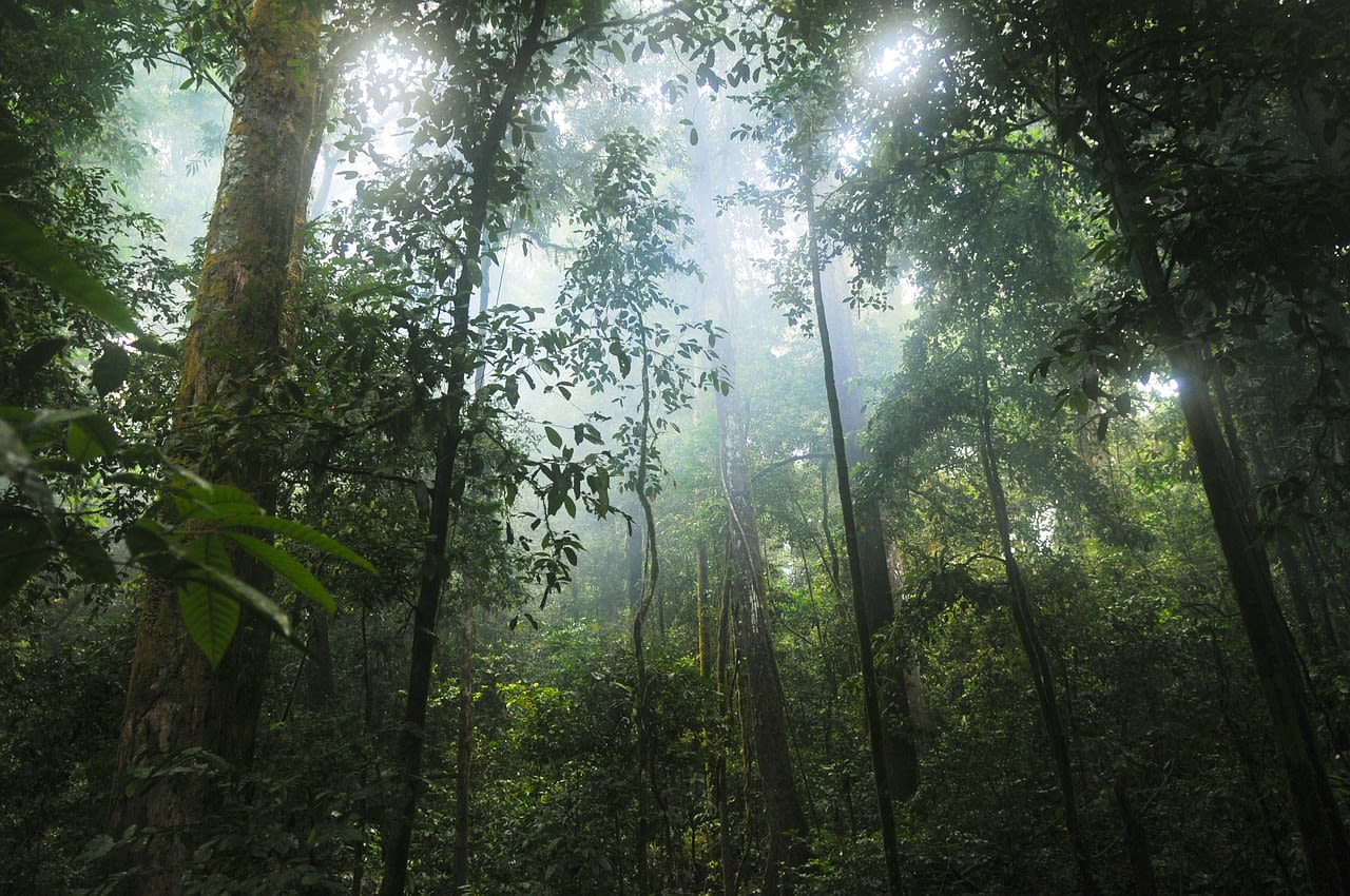 Tropical Forests Can Tolerate Climate Change, but There Are Limits