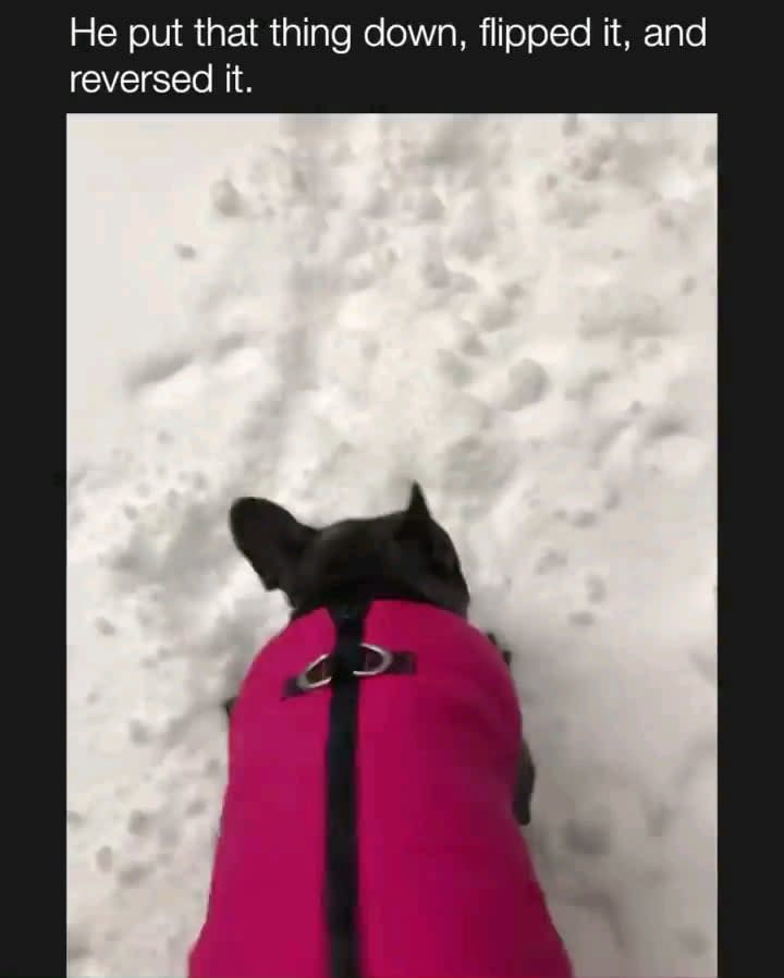 To walk the dog