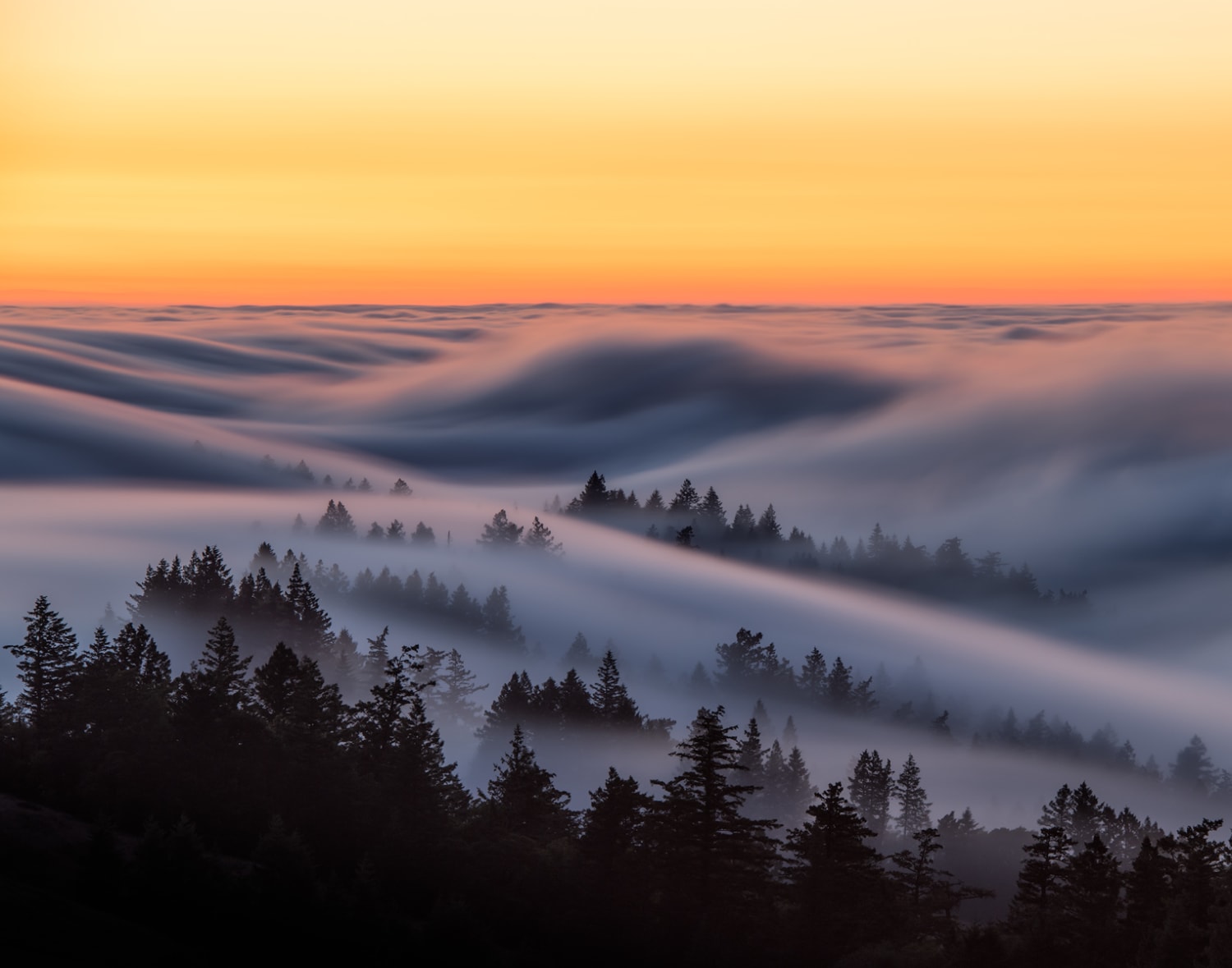 Fog Waves Through the Trees - Mount Tamalpais, California