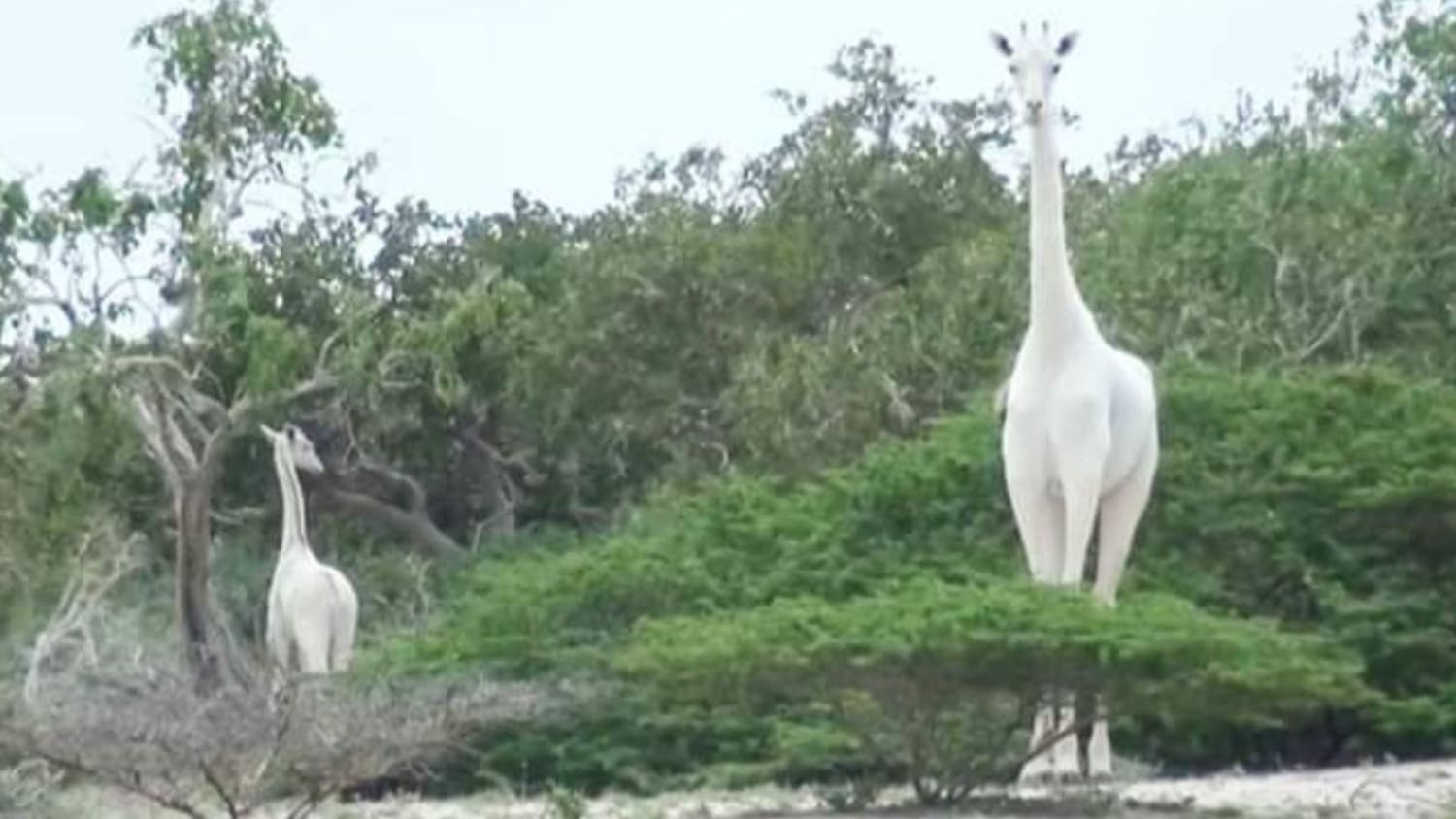 Poachers kill world's only female white giraffe and calf