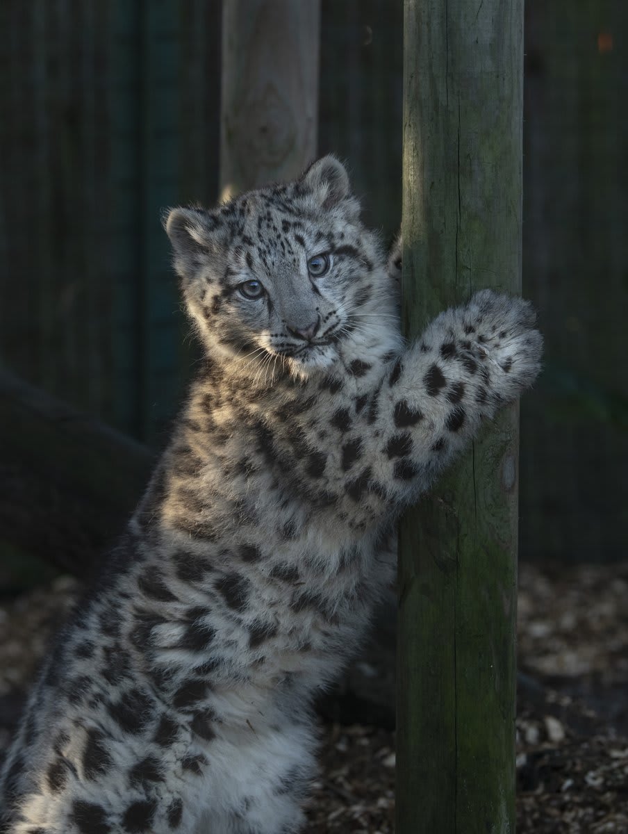 😻 Check out this little boy up to his SHENanigans! He is a very confident cub and is enjoying his time outside in his enclosure! 📷 Alma Leaper