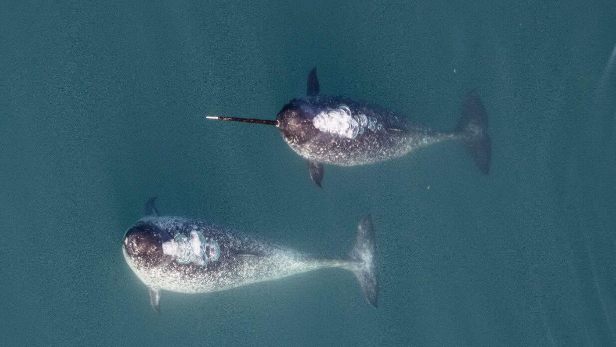 Narwhals with bigger tusks may be making a point about their suitability as mates
