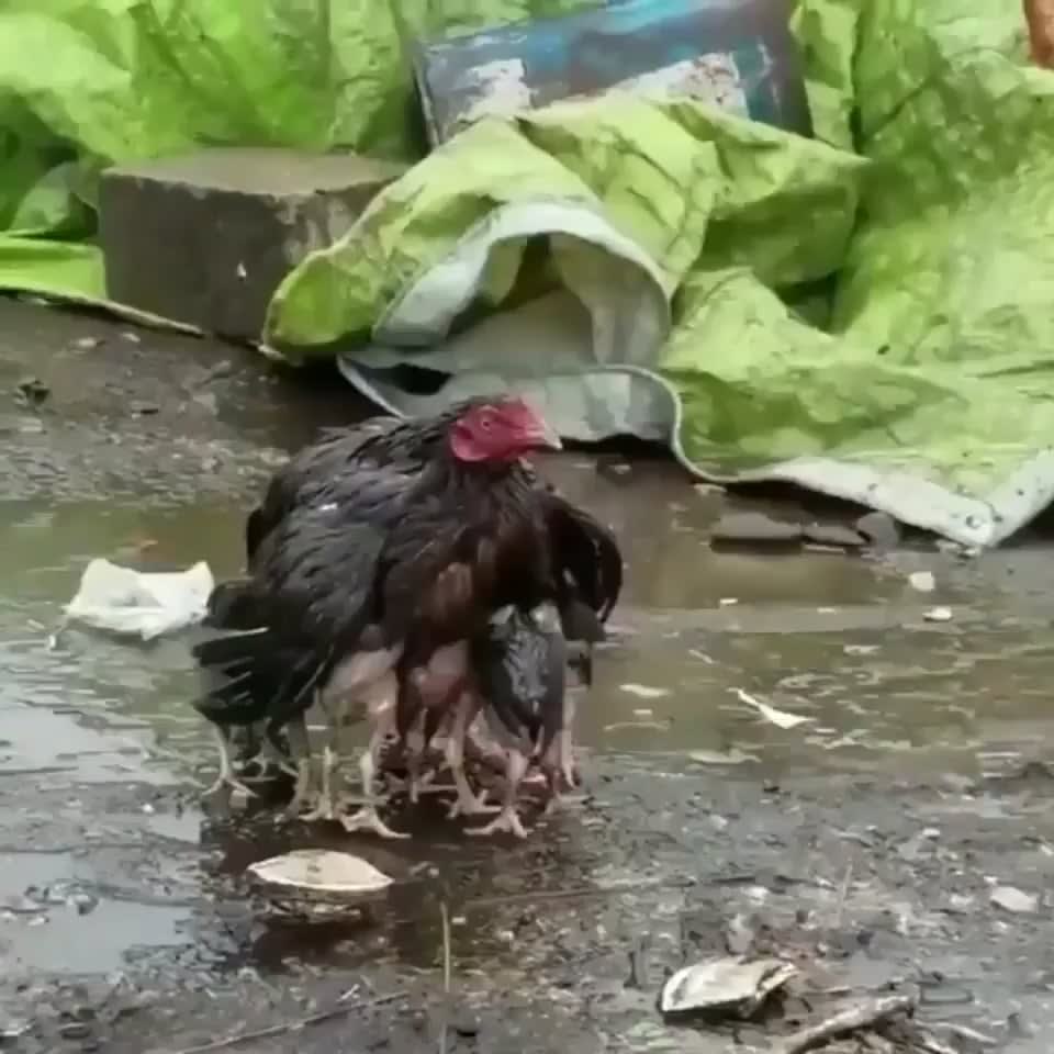Mom shielding her chicks from the rain