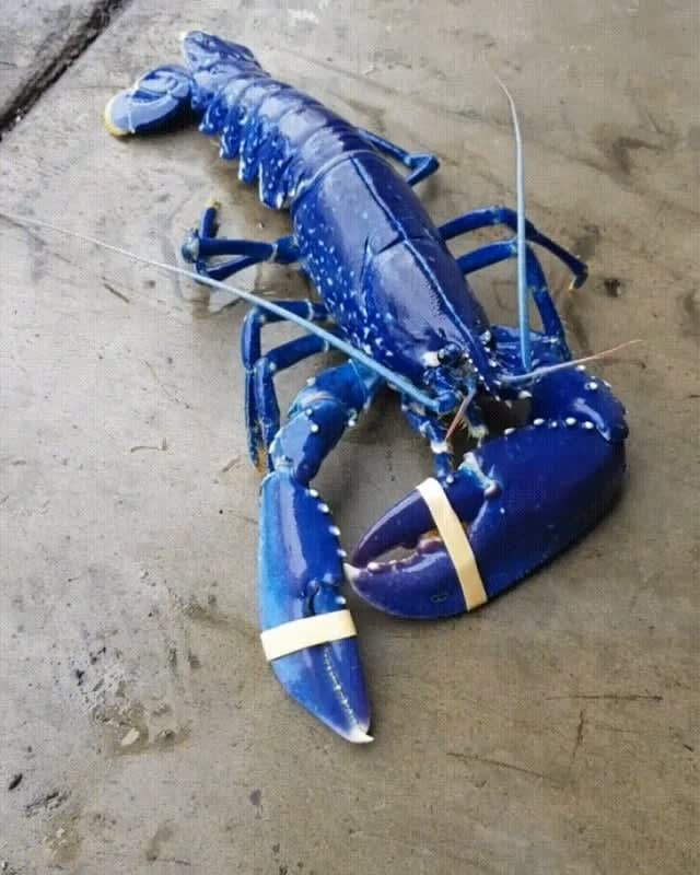 This blue lobster was located in Massachussets. There is a 1 in 2 million chance of finding it.