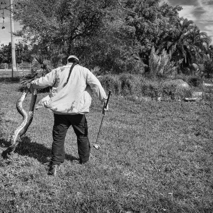Inside the Belly of the Beast: How the Burmese Python is Decimating Bird and Small Mammal Populations in Florida