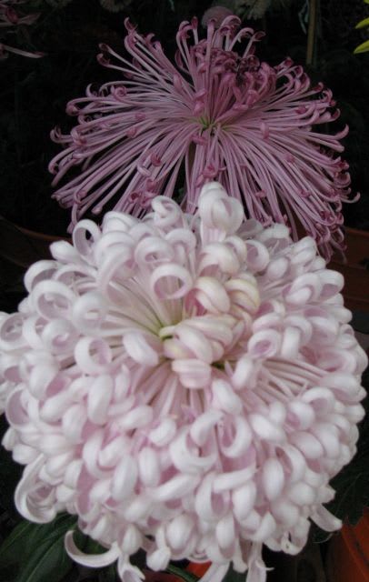 Pin on Growing Chrysanthemums (Mums) for Show