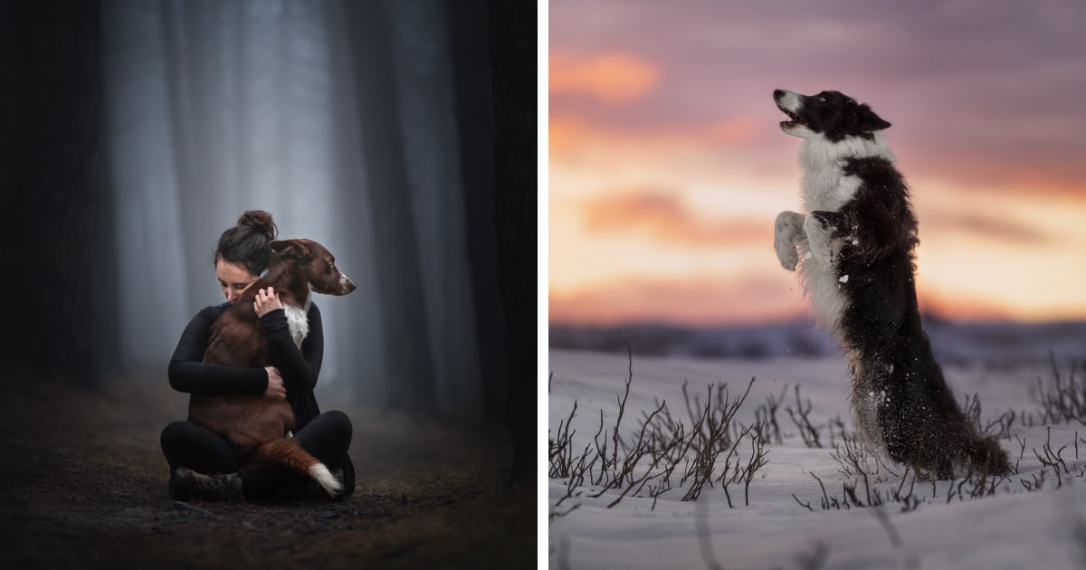 I Create Stunning Photos Of My Two Border Collies