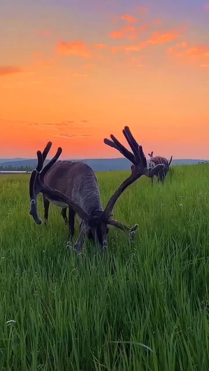 Just a Majestic Reindeer grazing on the green field.