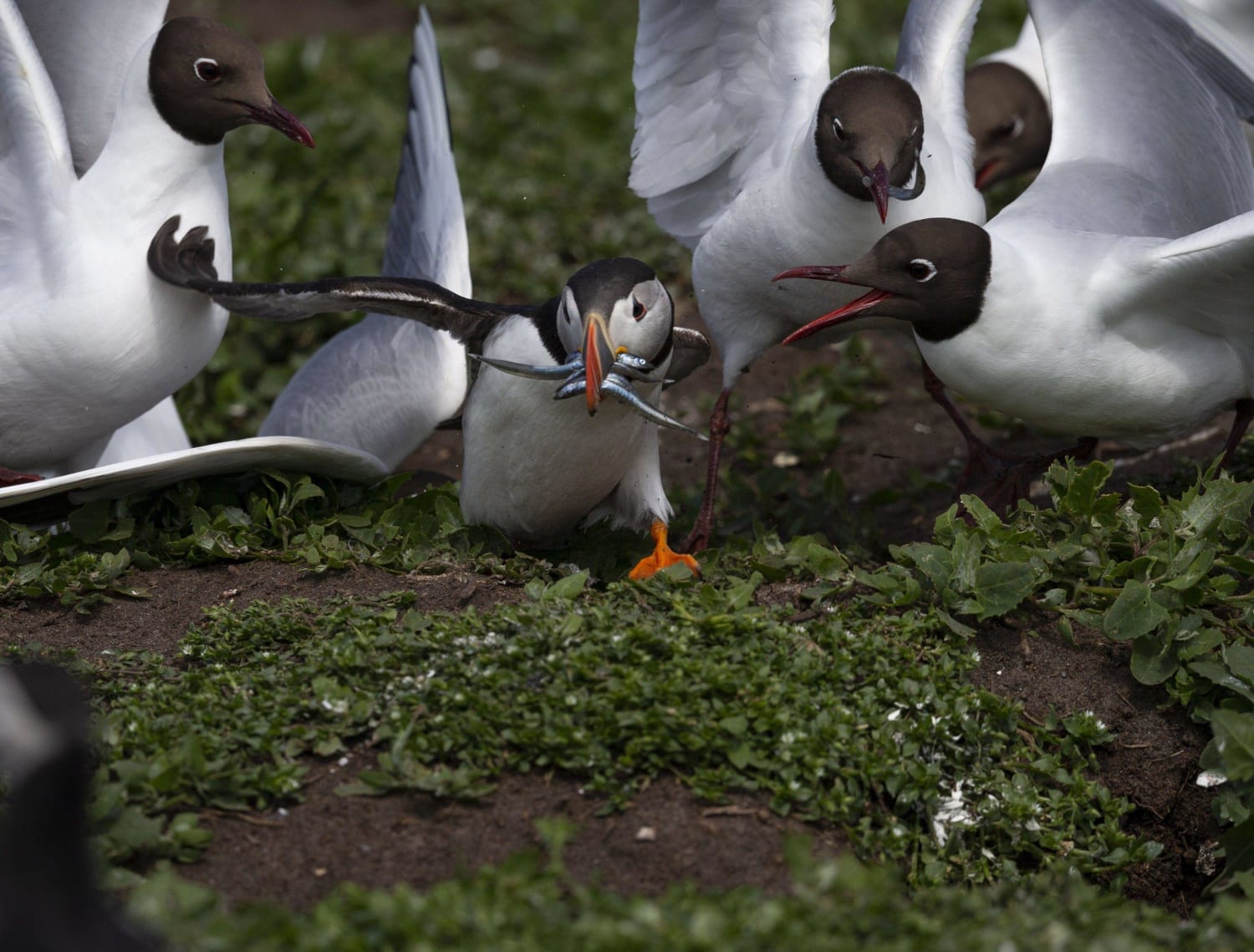 Puffin mobbed by Arctic terns as it tries to deliver a beak full of sand eels to its chicks