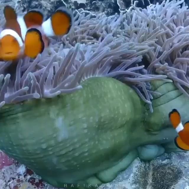 Finding Nemo, the R-rated version. Clownfish try to protect their eggs ...
