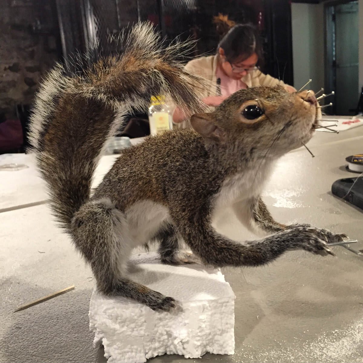 In-person taxidermy classes are back at Morbid Anatomy! Join us at our new home in @IndustryCity and learn to mount birds, mice, and squirrels with award-winning taxidermist and educator Divya Anantharaman in small, socially distanced classes. Register at