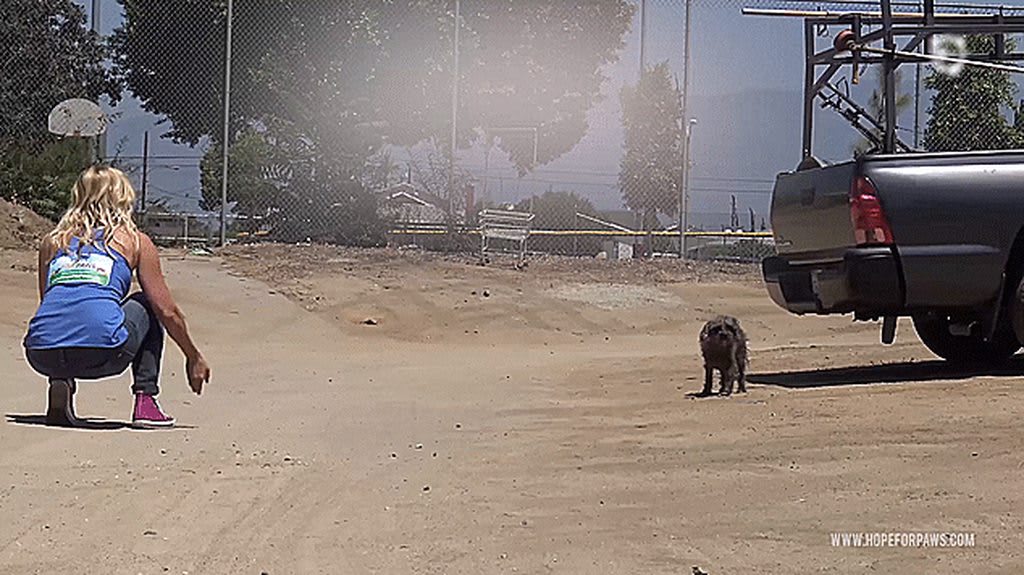A homeless dog didn't want to be taken by rescuers. [Long Gif]