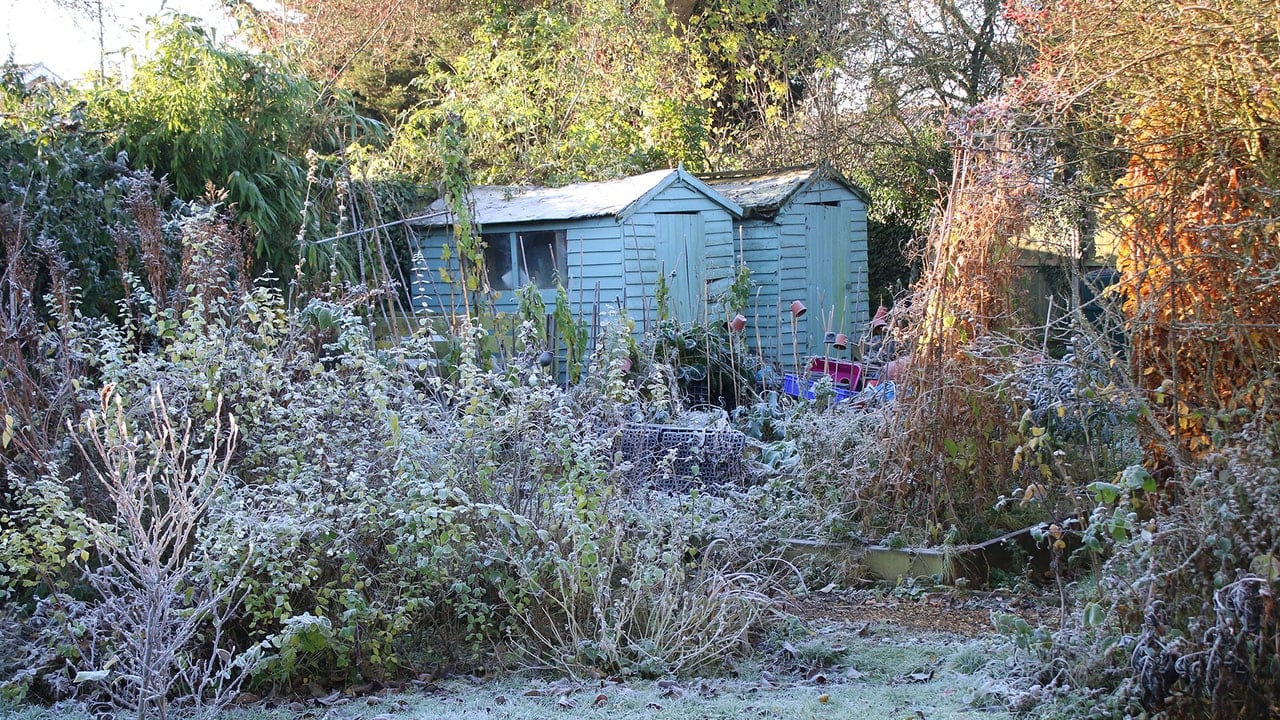 Diary of an allotment: January
