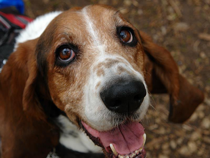 The Science Behind Dogs' Goofy Greetings