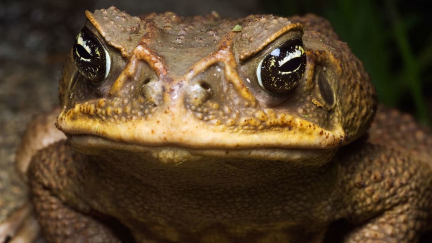 A Florida Neighborhood Is Being Invaded by Poisonous Cane Toads