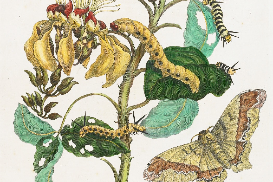 The Metamorphosis of a 17th-Century Insect Artist
