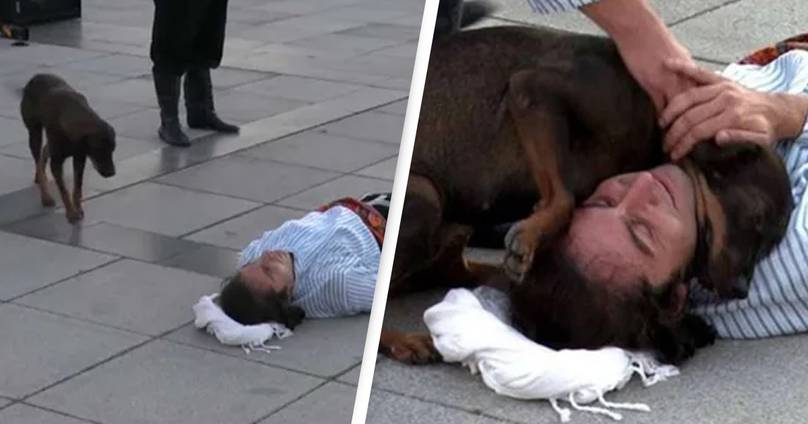 Stray Dog Interrupts Performance To Help Actor Pretending To Be Injured