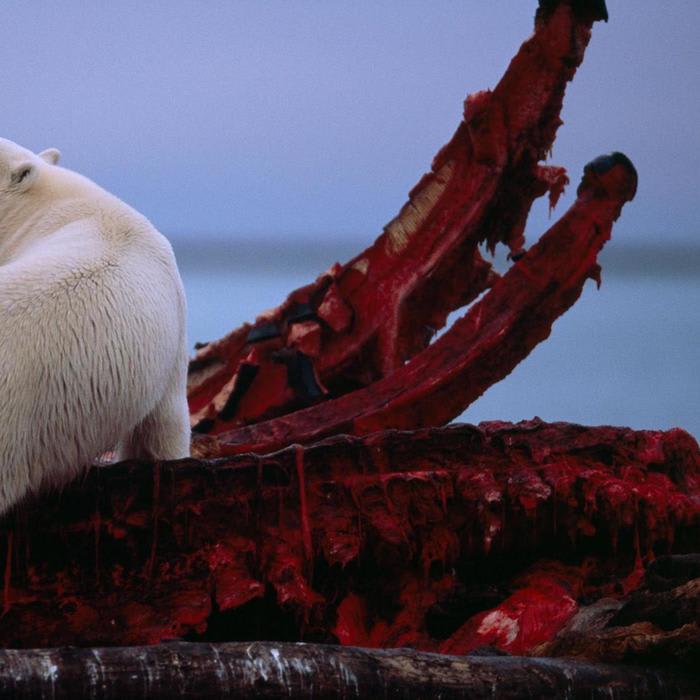 Whale meat helped polar bears survive past warming