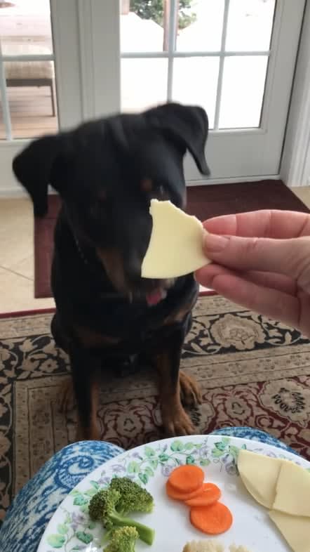 This rottweiler wants cheese but passes on the vegetables