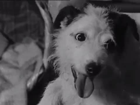 OnThisDay 1970: "Are they not surprised to hear a dog panting on the end of the telephone?" Cleopatra the dog answered the phone, just as she had everyday for six years.