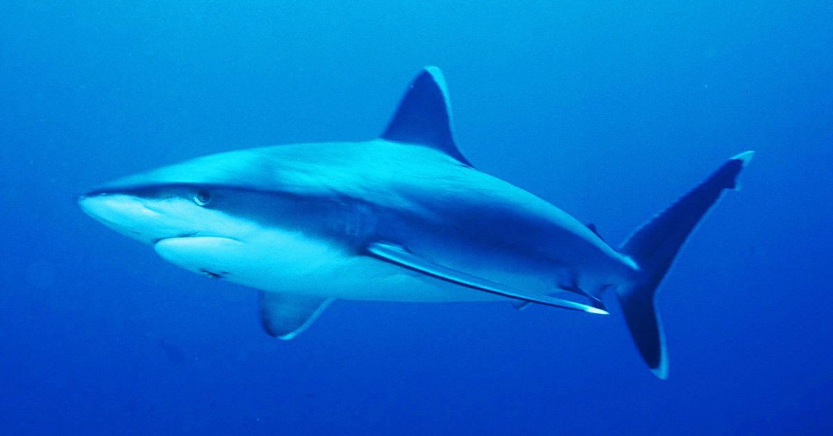 Why some sharks are like blimps, and others are like airplanes