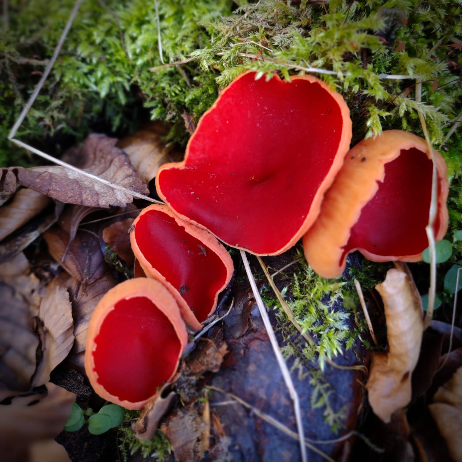 Elf Cups, found in Scottish woodland. According to folklore elves drink morning dew from them 🍄