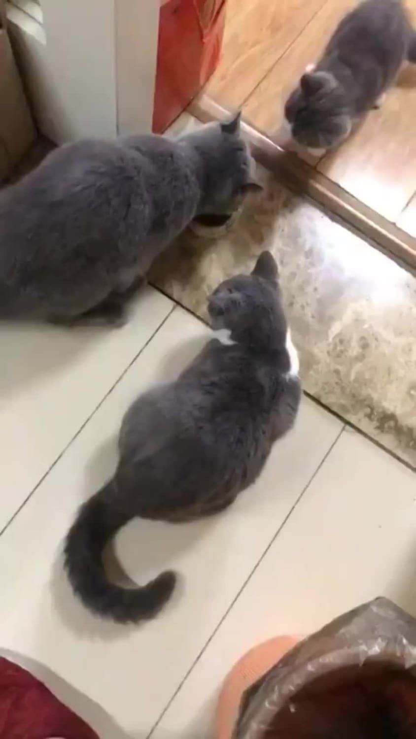 Hit cat uses her powers to parent.