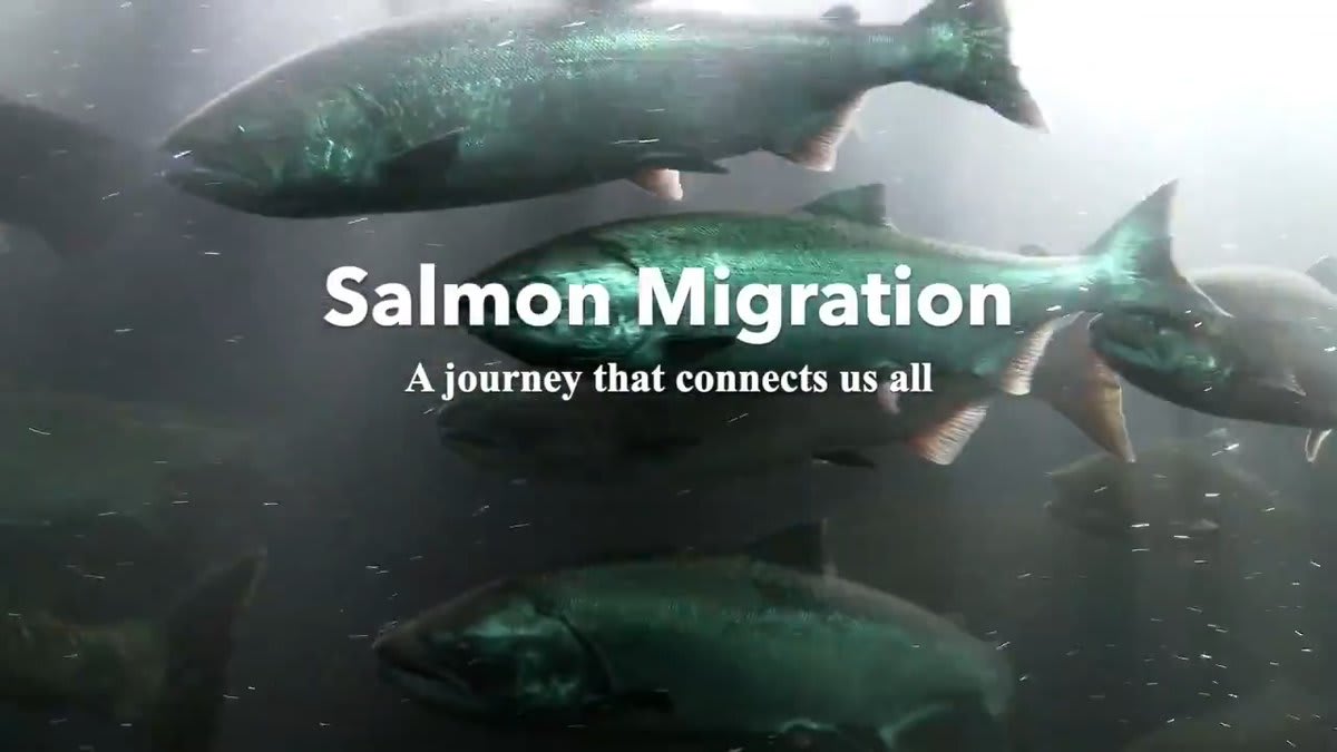 CHECK IT OUT: @NWF & @NWSteelheaders launched a media-rich, interactive storymap that highlights the wild salmon's iconic migration that brings together diverse Northwest communities, from the Pacific Coast to central Idaho.