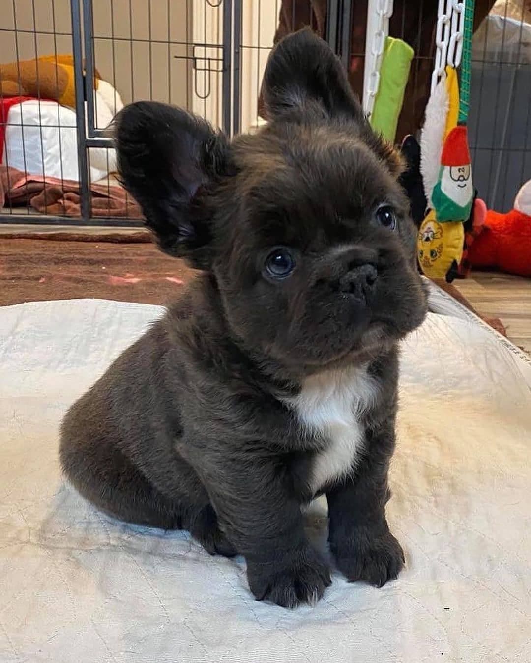 Even seen a fluffy frenchie before? <3