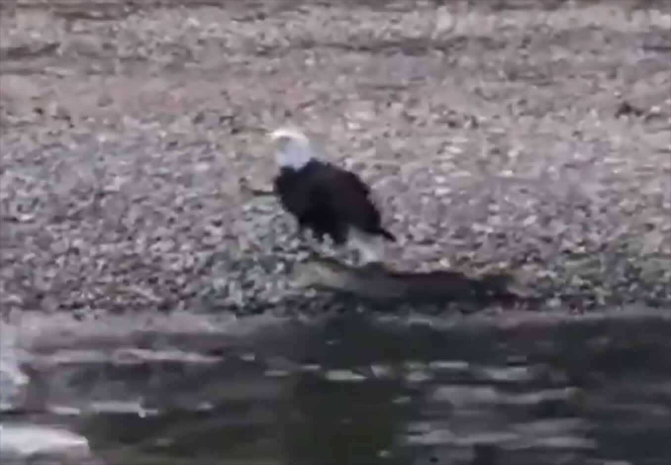 Bald eagle catches a fish too heavy to fly with so it swims it ashore. Big fish trifecta complete