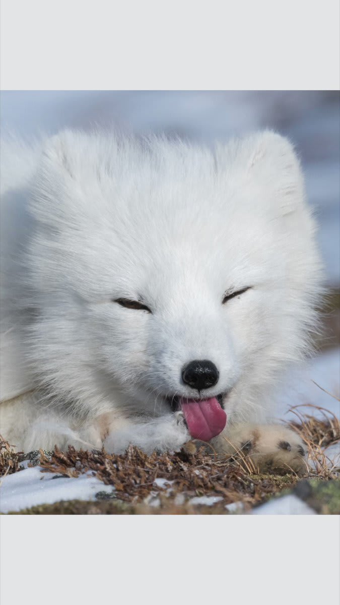 Photo by @daisygilardini | Arctic foxes are very well adapted to