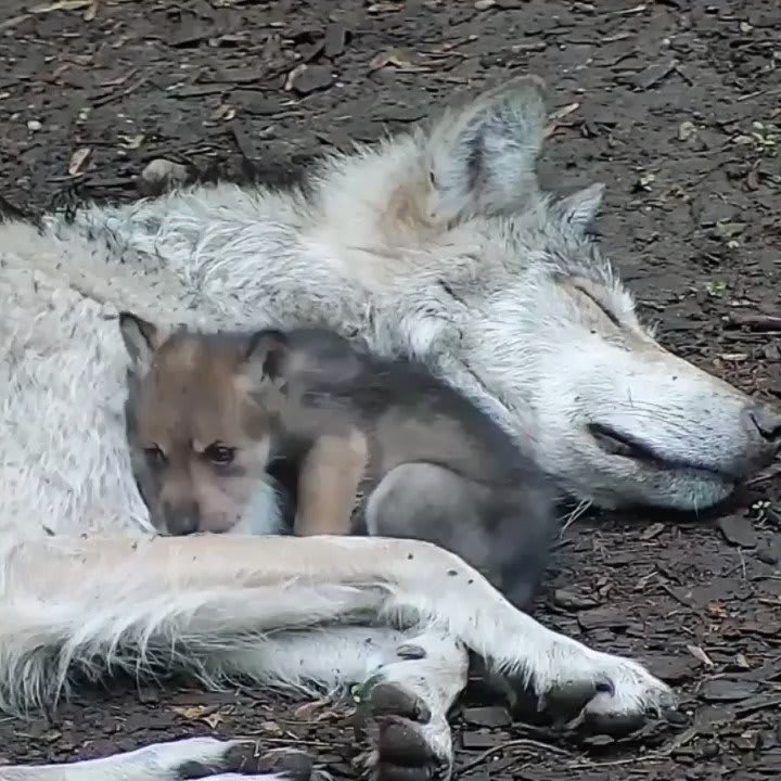 A reminder from wolves: love is what really matters.