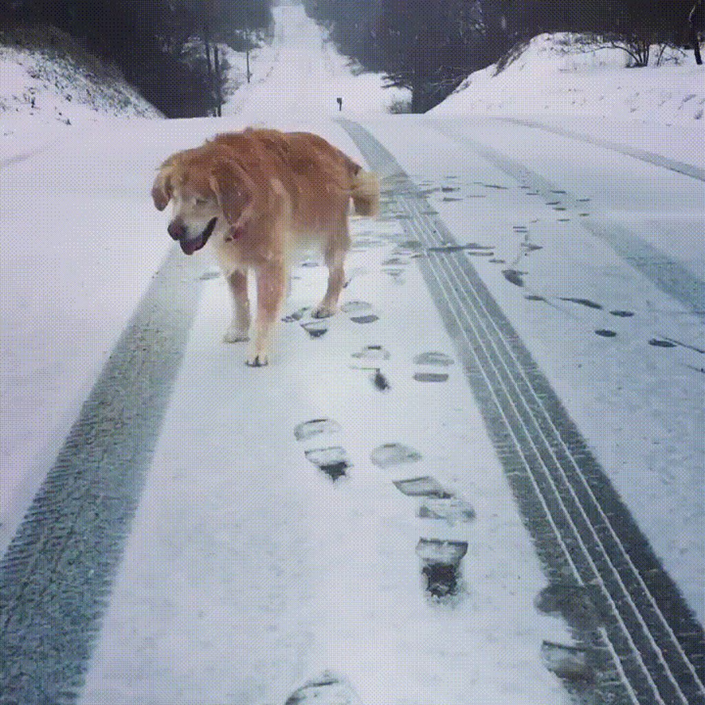 prettiest blind doggo in the snow