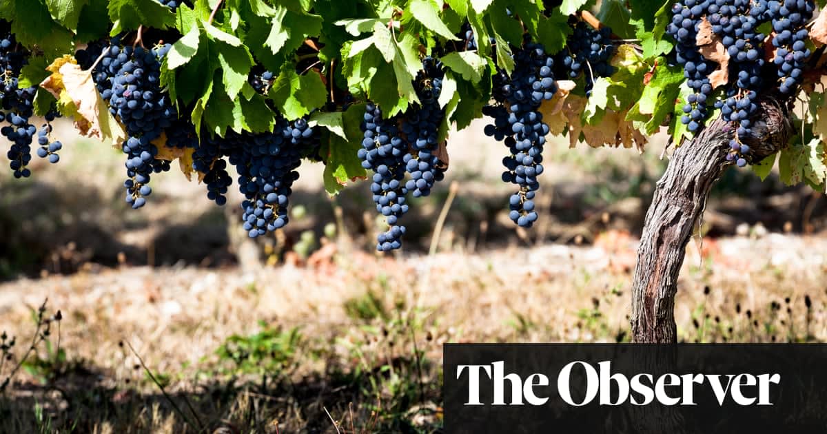 Do old vines really make the best wines?