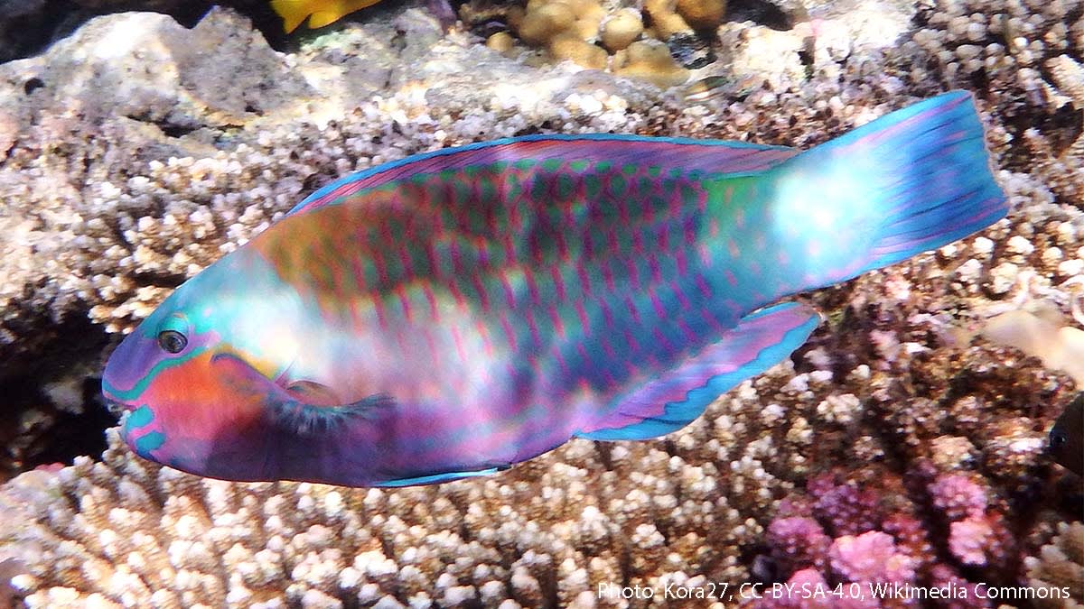 Instead of wrapping itself in a blanket before going to sleep, the