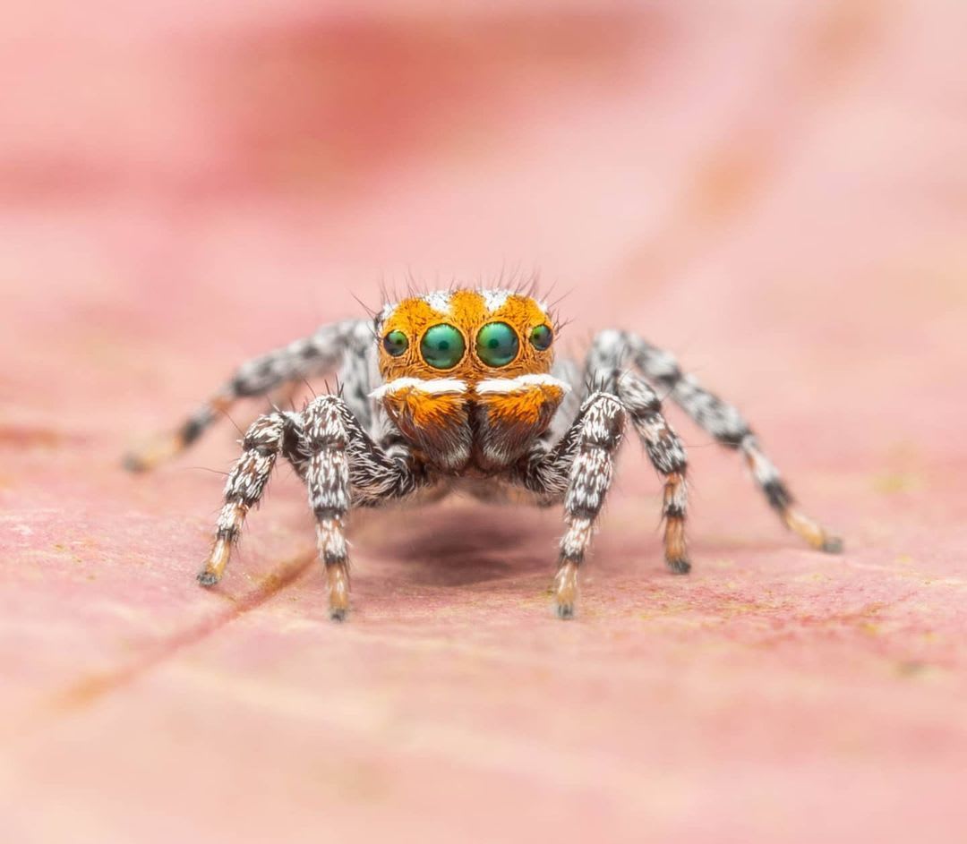 Another utterly adorable Nemo has been found! 😍 Maratus nemo is a newly discovered species of Australian peacock spider named for its dazzling orange and white coloration - reminiscent of clown fish. 📷 : Joseph Schubert/@arachno_joe